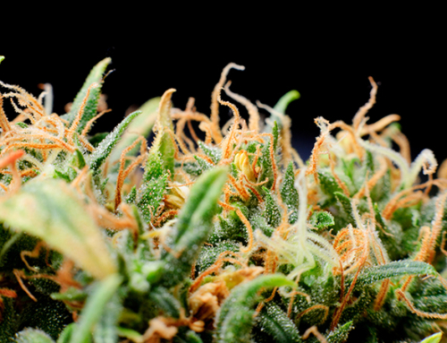 Kdy je čas ke sklizení marihuany – kdy je tráva zralá, kdy sklidit marihuanu
